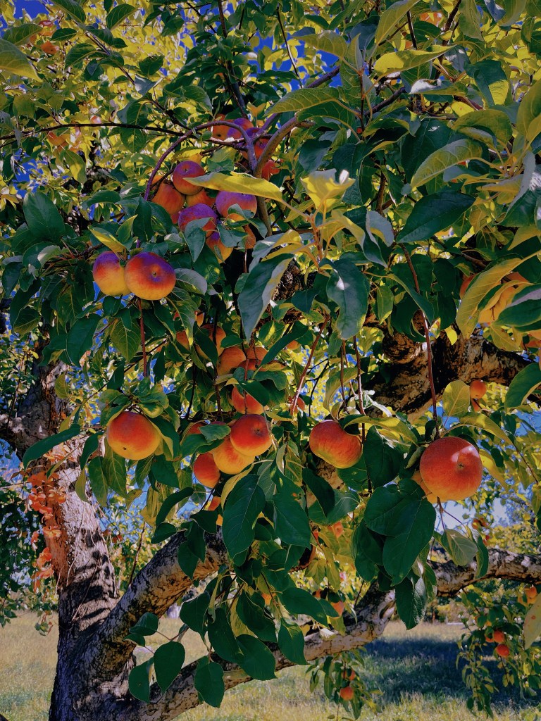 波士頓採蘋果，Apple Picking農場推薦Peabody布魯克斯比農場(Brooksby Farm)