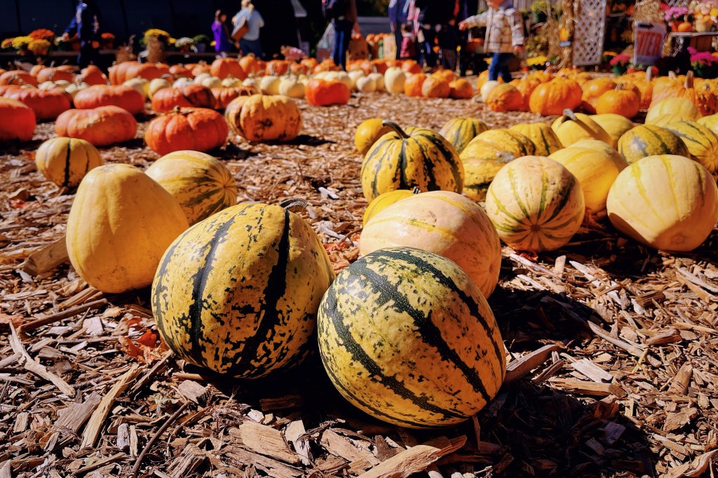 波士頓採蘋果，Apple Picking農場推薦Peabody布魯克斯比農場(Brooksby Farm)，同時推薦他們自產的南瓜，帶一顆回家慶祝萬聖節！