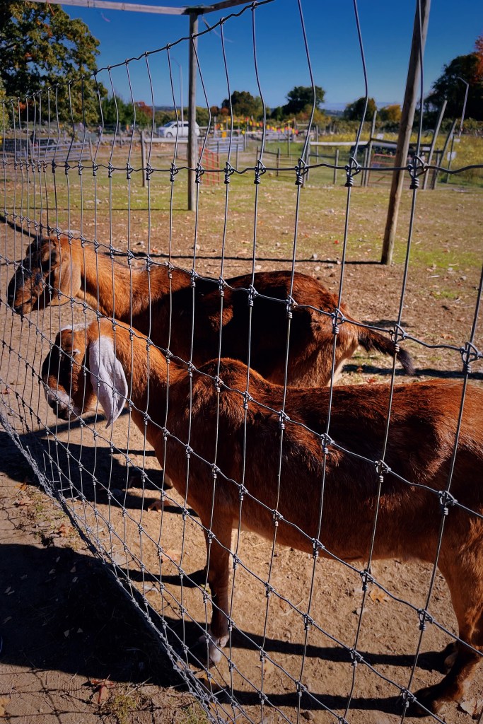 波士頓採蘋果，Apple Picking農場推薦Peabody布魯克斯比農場(Brooksby Farm)，同時推薦他們自產的蘋果甜甜圈Apple Cider Doughnut！