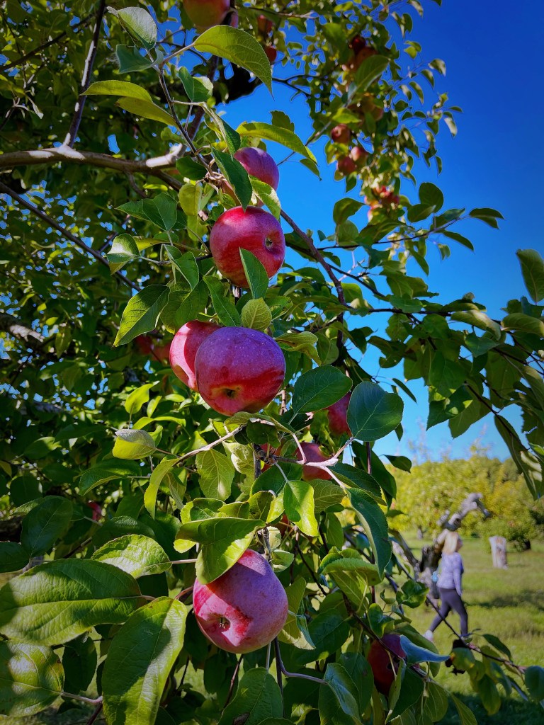 波士頓採蘋果，Apple Picking農場推薦Peabody布魯克斯比農場(Brooksby Farm)