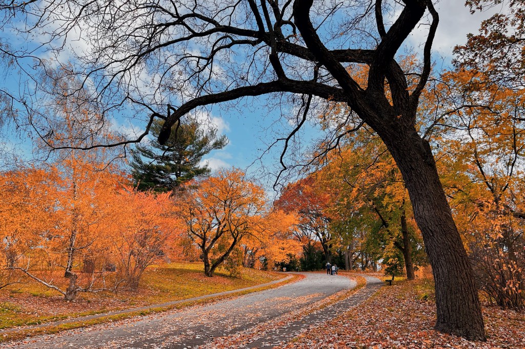 哈佛植物園，波士頓賞秋葉必去景點！阿諾德植物園網美拍照私房景點推薦。哈佛植物園是秋天有滿地紅葉，楓紅片片，是最適合拍網美照的波士頓小眾私房景點！