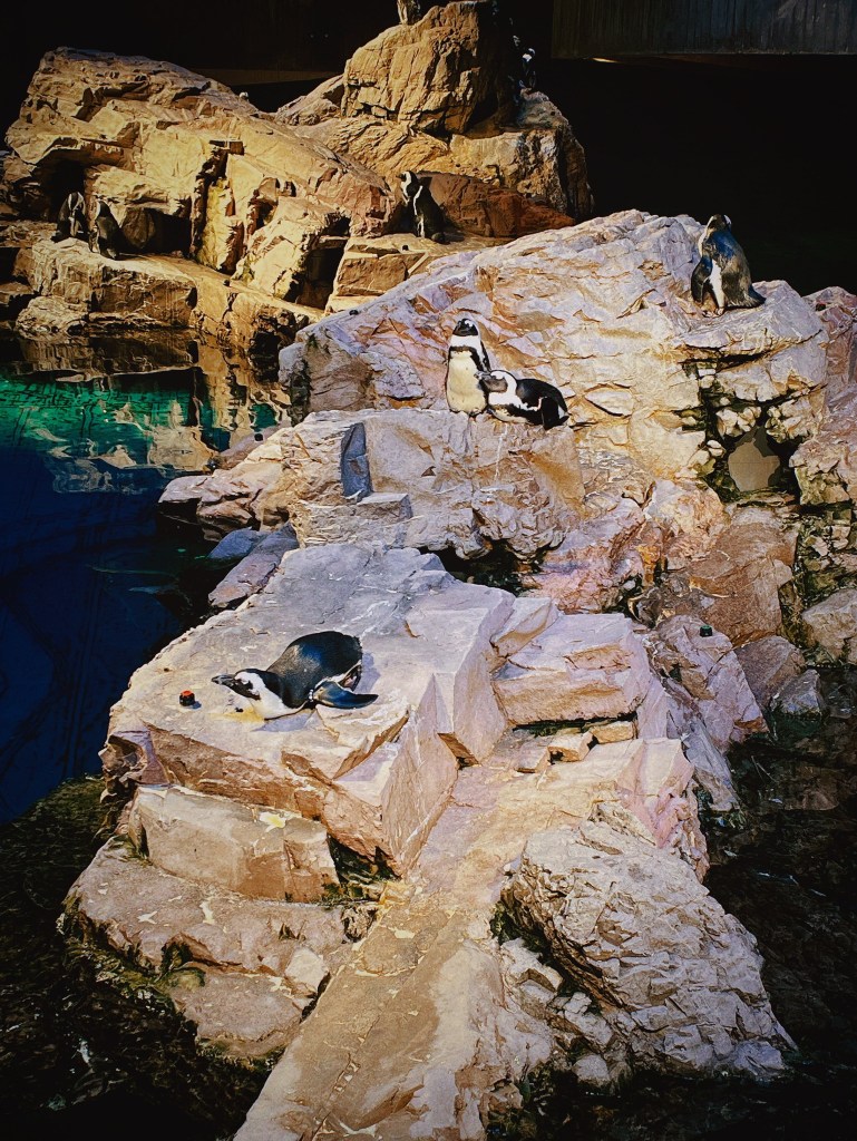 波士頓新英格蘭水族館是1969年就設立在波士頓港灣的建築物，水族館裡有著三層樓高的室內水族箱，在設計的巧思上非常用心。到波士頓旅遊行程規劃、想找親子友善景點或是情侶約會都非常適合！