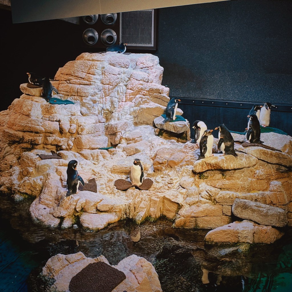 波士頓水族館有超大區塊的企鵝區，品種看到主要有分成：小藍企鵝(Little Blue Penguin)、黑腳企鵝(African Penguin)與跳岩冠企鵝(Rockhopper Penguin)。看更多波士頓旅遊景點推薦，關注Lydia's Note！