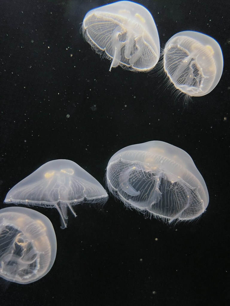 波士頓新英格蘭水族館是1969年就設立在波士頓港灣的建築物，水族館裡有著三層樓高的室內水族箱，在設計的巧思上非常用心。到波士頓旅遊行程規劃、想找親子友善景點或是情侶約會都非常適合！