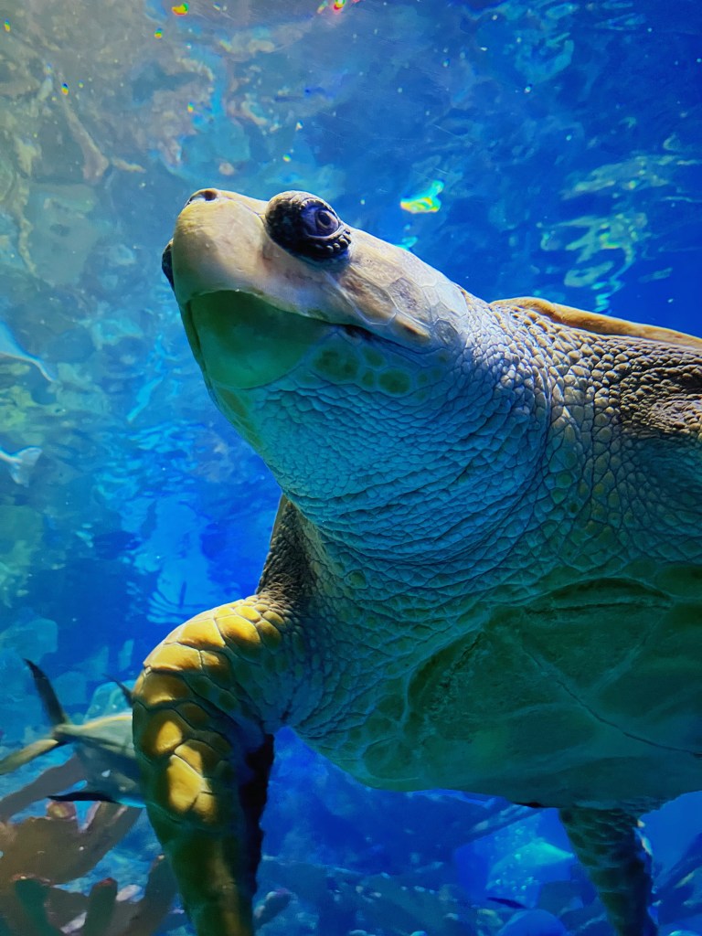 波士頓新英格蘭水族館是1969年就設立在波士頓港灣的建築物，水族館裡有著三層樓高的室內水族箱，在設計的巧思上非常用心。到波士頓旅遊行程規劃、想找親子友善景點或是情侶約會都非常適合！