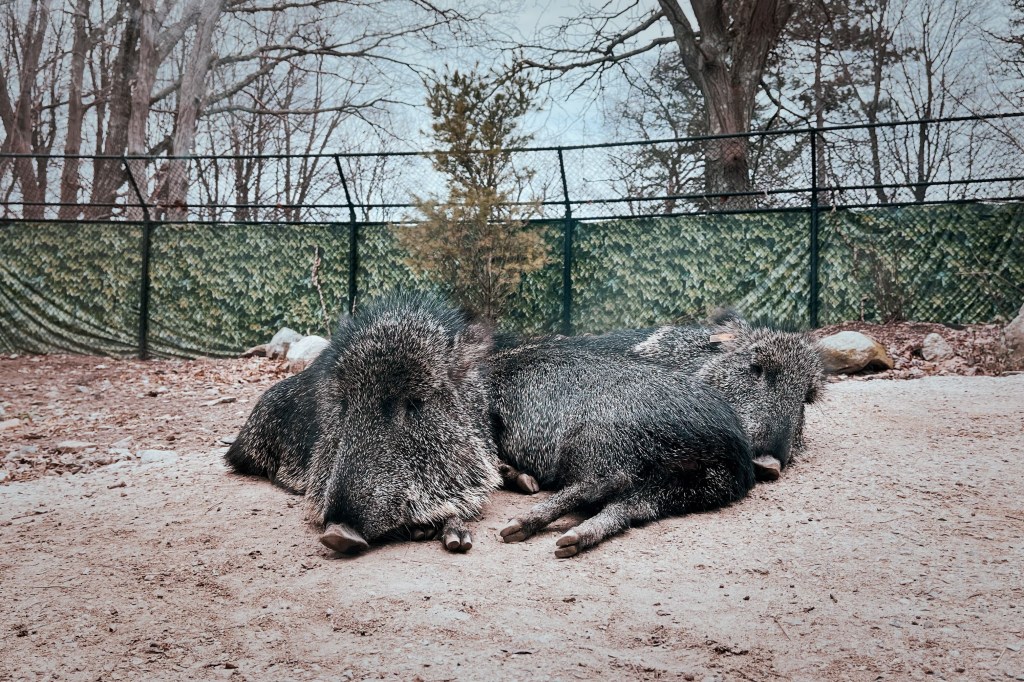 Stone Zoo動物園，是新英格蘭動物園之一，規模沒有富蘭克林公園動物園大，很適合一個上午或下午的簡單週末親子活動行程。
是波士頓或麻州找尋親子活動或週末小孩放風形成的好地點！