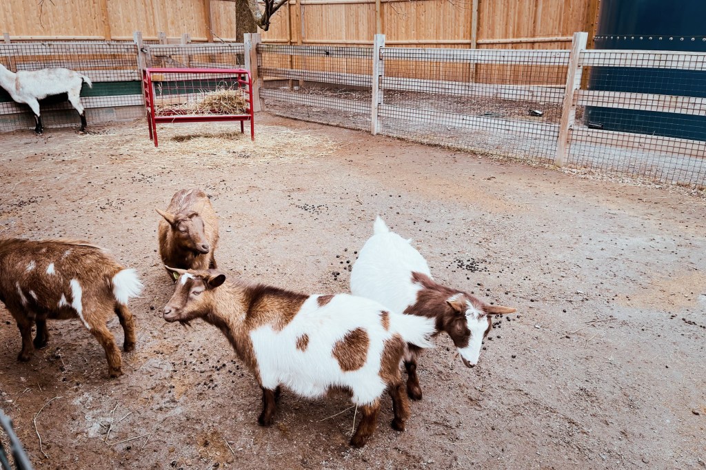 波士北邊靠Malden有一個Stone Zoo動物園，是新英格蘭動物園之一，規模沒有富蘭克林公園動物園大，很適合一個上午或下午的簡單週末親子活動行程。
是波士頓或麻州找尋親子活動或週末小孩放風形成的好地點！