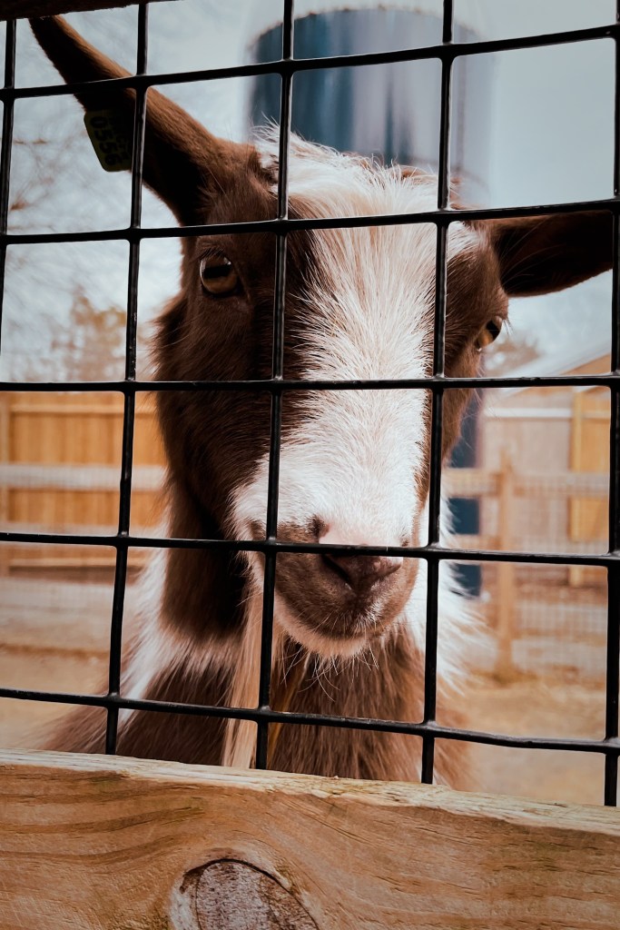 波士北邊靠Malden有一個Stone Zoo動物園，是新英格蘭動物園之一，規模沒有富蘭克林公園動物園大，很適合一個上午或下午的簡單週末親子活動行程。
是波士頓或麻州找尋親子活動或週末小孩放風形成的好地點！