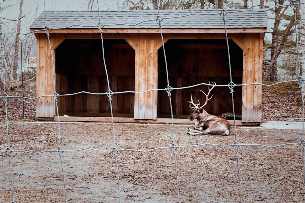 波士北邊靠Malden有一個Stone Zoo動物園，是新英格蘭動物園之一，規模沒有富蘭克林公園動物園大，很適合一個上午或下午的簡單週末親子活動行程。
是波士頓或麻州找尋親子活動或週末小孩放風形成的好地點！